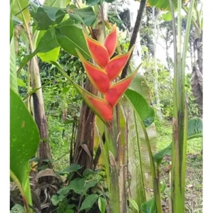 Large Heliconia Wagneriana Live Plants - 4-8 Inch Red Rhizomes