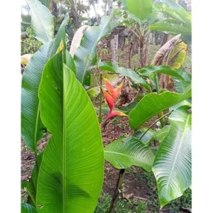 Large Heliconia Wagneriana Live Plants - 4-8 Inch Red Rhizomes