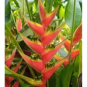 Large Heliconia Wagneriana Live Plants - 4-8 Inch Red Rhizomes