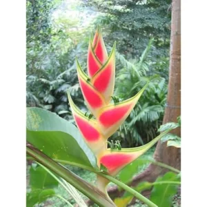 Large Heliconia Wagneriana Live Plants - 4-8 Inch Red Rhizomes