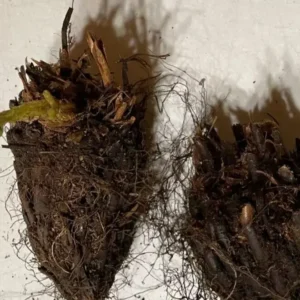 Large Leatherwood Fern - Evergreen Perennial - Shade-Loving - Dryopteris marginalis