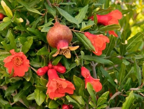 Large Pomegranate Tree Live Plant - Red Pomegranate Fuit - 1 to 1.5 Feet Tall - Gallon Pot