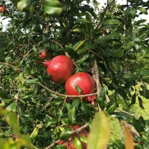 Large Pomegranate Tree Live Plant - Red Pomegranate Fuit - 1 to 1.5 Feet Tall - Gallon Pot