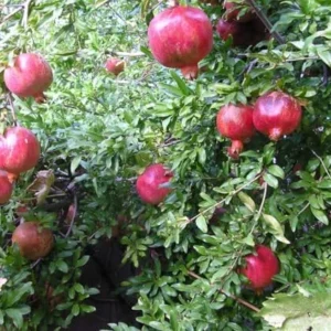 Large Pomegranate Tree Live Plant - Red Pomegranate Fuit - 1 to 1.5 Feet Tall - Gallon Pot
