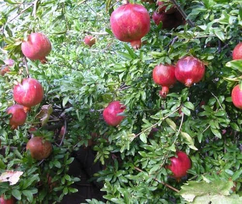 Large Pomegranate Tree Live Plant - Red Pomegranate Fuit - 1 to 1.5 Feet Tall - Gallon Pot