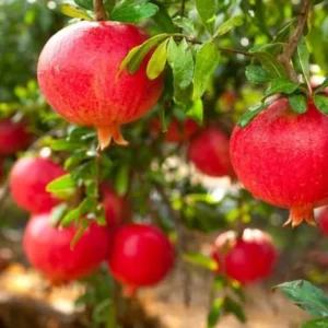 Large Pomegranate Tree Live Plant - Red Pomegranate Fuit - 1 to 1.5 Feet Tall - Gallon Pot