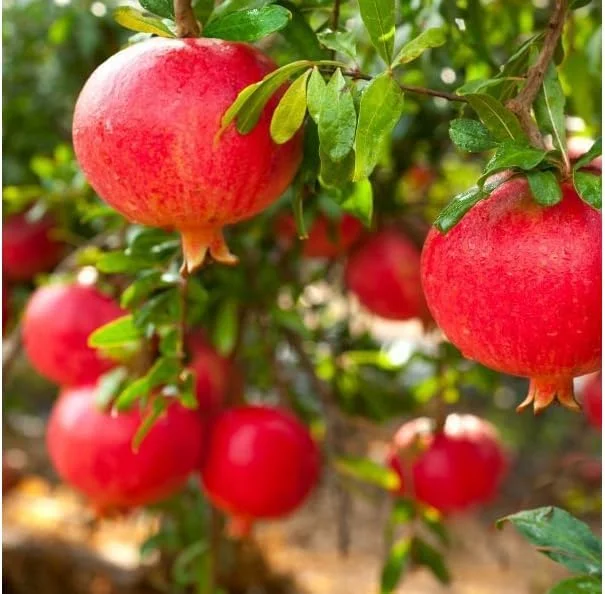 Large Pomegranate Tree Live Plant - Red Pomegranate Fuit - 1 to 1.5 Feet Tall - Gallon Pot