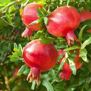 Large Pomegranate Tree Live Plant - Red Pomegranate Fuit - 1 to 1.5 Feet Tall - Gallon Pot