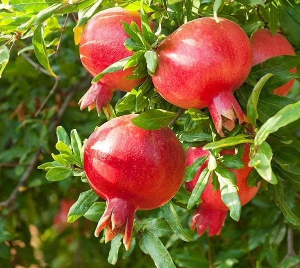 Large Pomegranate Tree Live Plant - Red Pomegranate Fuit - 1 to 1.5 Feet Tall - Gallon Pot