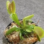 Large Sized King Henry Venus Flytrap - Giant Carnivorous Plant