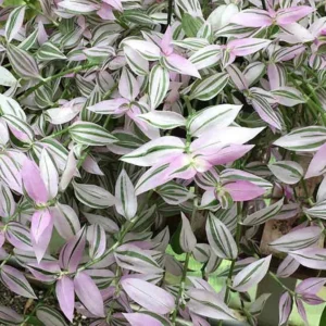 Lavender Tradescantia fluminensis – 2.5