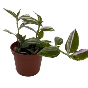 Lavender Tradescantia fluminensis – 2.5