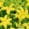 Lemon Ball Sedum Succulent - 2.5" Pot - Yellow-Green Plant for Indoors or Outdoors