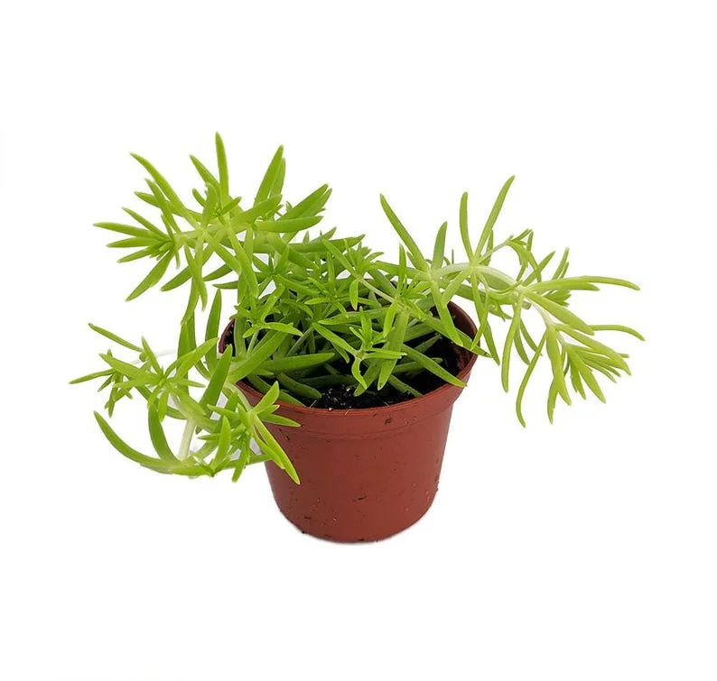 Lemon Ball Sedum Succulent - 2.5" Pot - Yellow-Green Plant for Indoors or Outdoors