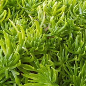 Lemon Ball Sedum Succulent - 2.5