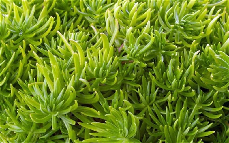 Lemon Ball Sedum Succulent - 2.5" Pot - Yellow-Green Plant for Indoors or Outdoors