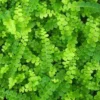 Lemon Button Fern - Nephrolepis cordifolia Duffii Live Plant in 3.5" Pot, Compact Indoor Houseplant