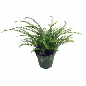 Lemon Button Fern - Nephrolepis cordifolia Duffii Live Plant in 3.5