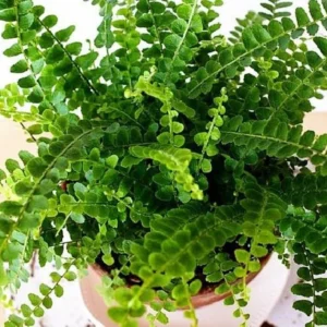 Lemon Button Fern - Nephrolepis cordifolia Duffii Live Plant in 3.5