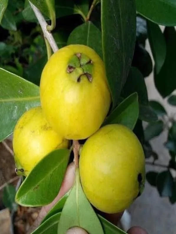 Lemon Guava Plant - Yellow Guava Fruit Tree - Cattley Guava Psidium Littorale Cattleianum Fruit Tree- - 1 ft Tall - Half Gallon Pot