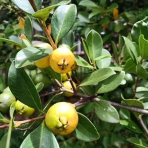 Lemon Guava Plant - Yellow Guava Fruit Tree - Cattley Guava Psidium Littorale Cattleianum Fruit Tree- - 1 ft Tall - Half Gallon Pot