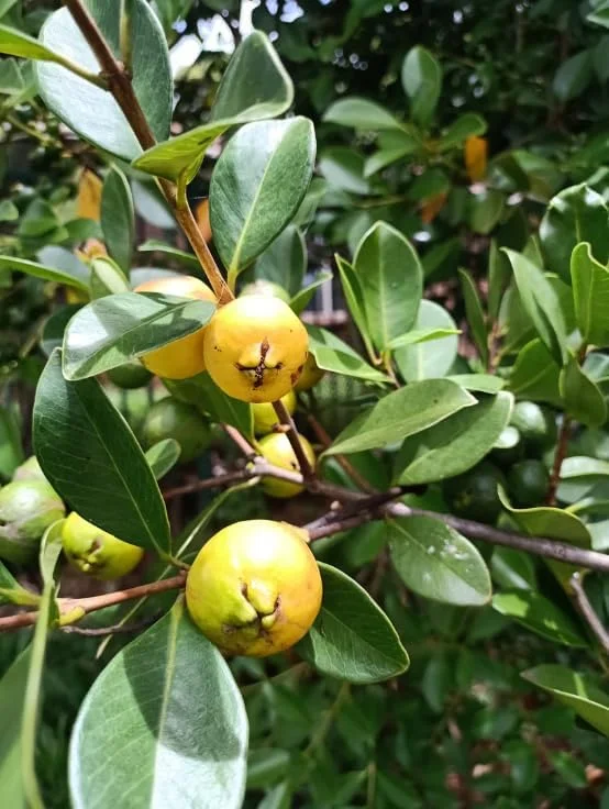 Lemon Guava Plant - Yellow Guava Fruit Tree - Cattley Guava Psidium Littorale Cattleianum Fruit Tree- - 1 ft Tall - Half Gallon Pot
