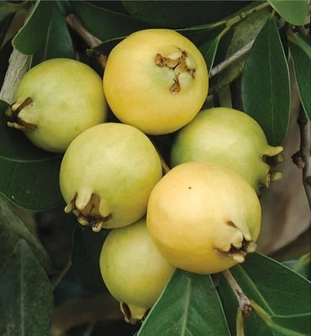 Lemon Guava Plant - Yellow Guava Fruit Tree - Cattley Guava Psidium Littorale Cattleianum Fruit Tree- - 1 ft Tall - Half Gallon Pot