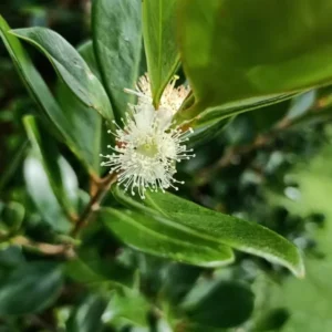 Lemon Guava Plant - Yellow Guava Fruit Tree - Cattley Guava Psidium Littorale Cattleianum Fruit Tree- - 1 ft Tall - Half Gallon Pot