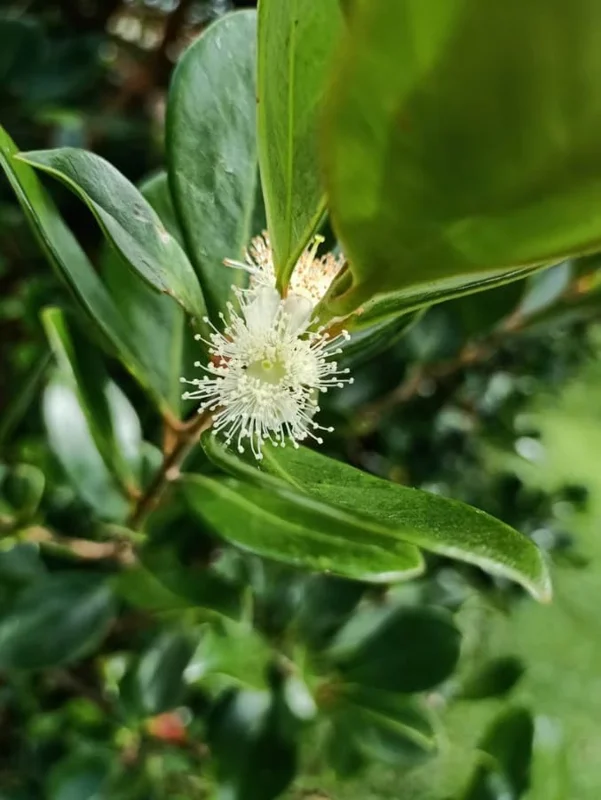 Lemon Guava Plant - Yellow Guava Fruit Tree - Cattley Guava Psidium Littorale Cattleianum Fruit Tree- - 1 ft Tall - Half Gallon Pot