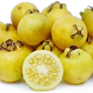 Lemon Guava Plant - Yellow Guava Fruit Tree - Cattley Guava Psidium Littorale Cattleianum Fruit Tree- - 1 ft Tall - Half Gallon Pot