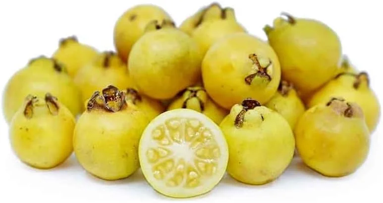 Lemon Guava Plant - Yellow Guava Fruit Tree - Cattley Guava Psidium Littorale Cattleianum Fruit Tree- - 1 ft Tall - Half Gallon Pot