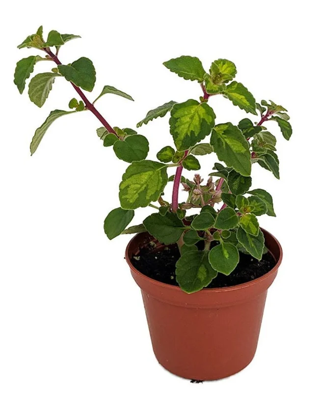 Lemon Lime Kandy Kisses Hemizygia Plant - 2.5" Pot, Lavender Flowers, Easy Houseplant