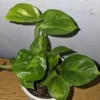 Lemon Meringue Pothos Live Plant - 4" Nursery Pot - Easy Care Vine