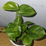 Lemon Meringue Pothos Live Plant - 4" Nursery Pot - Easy Care Vine
