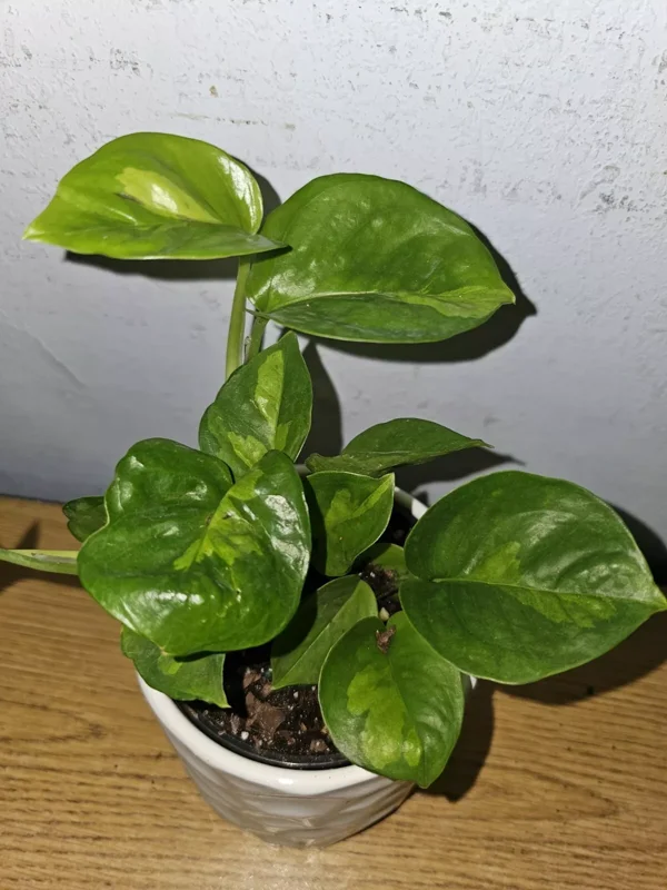 Lemon Meringue Pothos Live Plant - 4" Nursery Pot - Easy Care Vine