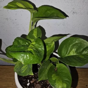 Lemon Meringue Pothos Live Plant - 4