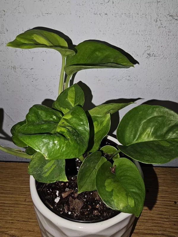 Lemon Meringue Pothos Live Plant - 4" Nursery Pot - Easy Care Vine