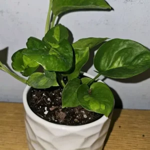 Lemon Meringue Pothos Live Plant - 4