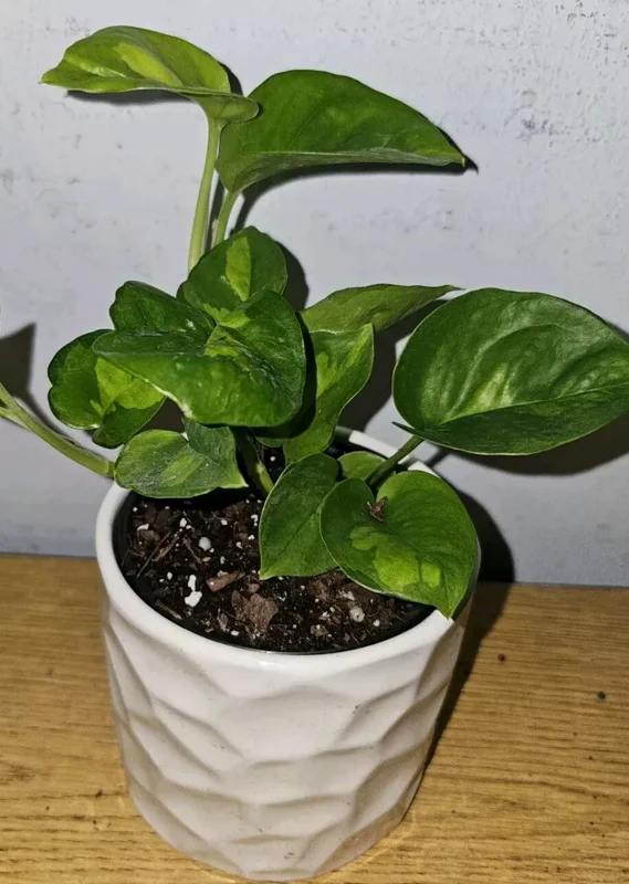 Lemon Meringue Pothos Live Plant - 4" Nursery Pot - Easy Care Vine