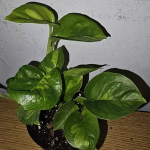 Lemon Meringue Pothos Live Plant - 4