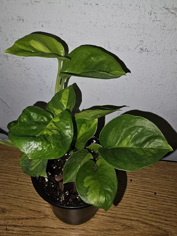 Lemon Meringue Pothos Live Plant - 4" Nursery Pot - Easy Care Vine