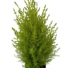 Lemon Scented Goldcrest Cypress Tree 4.5" Pot – Aromatic Evergreen Indoor/Outdoor Gift Plant