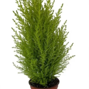 Lemon Scented Goldcrest Cypress Tree 4.5
