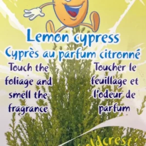 Lemon Scented Goldcrest Cypress Tree 4.5