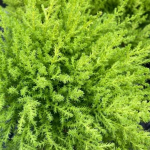 Lemon Scented Goldcrest Cypress Tree 4.5