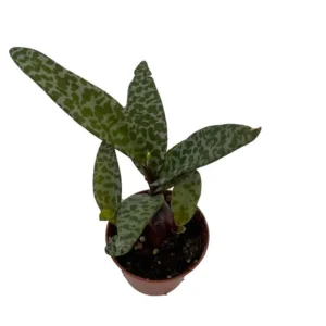 Leopard Plant Silver Squill - Scilla violacea 2.5