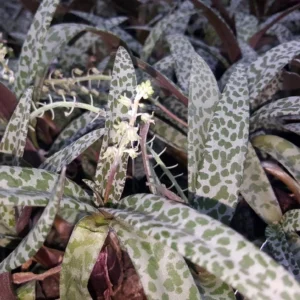 Leopard Plant Silver Squill - Scilla violacea 2.5