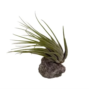Lepidolite Healing Crystal + Air Plant Tillandsia | Natural Stress Relief Decor