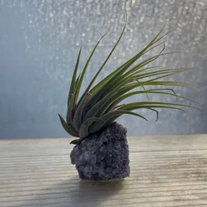 Lepidolite Healing Crystal + Air Plant Tillandsia | Natural Stress Relief Decor