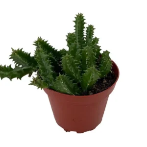 Lifesaver Cactus Plant - Huernia zebrina Exotic Succulent 4
